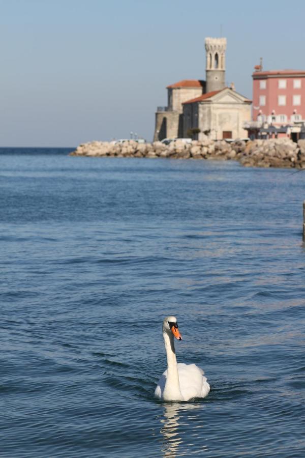 Sal & Mar Apartments Piran Exteriér fotografie
